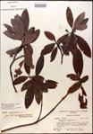 000016213-thumbnail.jpg