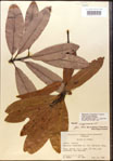 000016214-thumbnail.jpg