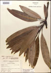 000016215-thumbnail.jpg