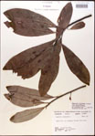 000016217-thumbnail.jpg