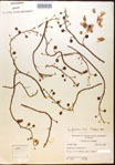 Utricularia