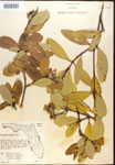 000016413-thumbnail.jpg