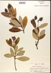 000016414-thumbnail.jpg