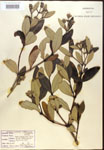 000016418-thumbnail.jpg