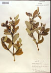 000016419-thumbnail.jpg