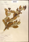 000016421-thumbnail.jpg