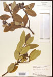 000016422-thumbnail.jpg