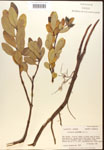 000016478-thumbnail.jpg