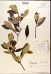 000016480-thumbnail.jpg