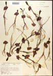 Avicennia