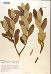 000016482-thumbnail.jpg