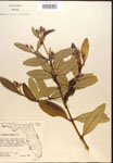 000016483-thumbnail.jpg