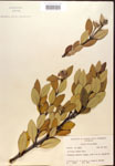 000016484-thumbnail.jpg