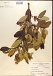 000016486-thumbnail.jpg