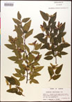 000016488-thumbnail.jpg