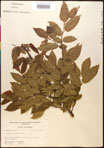 000016490-thumbnail.jpg