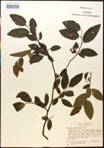 000016491-thumbnail.jpg
