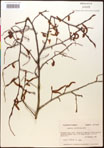 000016492-thumbnail.jpg