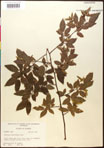 000016493-thumbnail.jpg