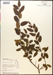 000016494-thumbnail.jpg