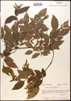000016495-thumbnail.jpg