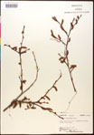 000016496-thumbnail.jpg