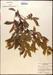 000016497-thumbnail.jpg