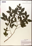 000016498-thumbnail.jpg