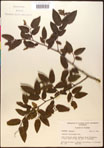 000016499-thumbnail.jpg