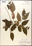 000016502-thumbnail.jpg