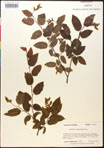 000016503-thumbnail.jpg