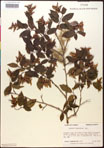 000016504-thumbnail.jpg