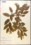 000016505-thumbnail.jpg