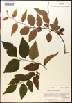 000016507-thumbnail.jpg
