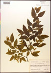 000016519-thumbnail.jpg