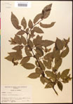000016520-thumbnail.jpg