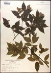 000016521-thumbnail.jpg