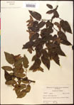 000016523-thumbnail.jpg