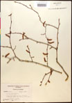 000016525-thumbnail.jpg