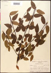 000016526-thumbnail.jpg