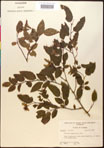 000016527-thumbnail.jpg