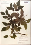 000016528-thumbnail.jpg
