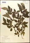 000016529-thumbnail.jpg