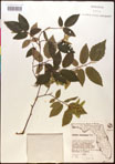 000016530-thumbnail.jpg