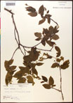 000016531-thumbnail.jpg