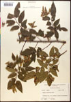 000016532-thumbnail.jpg
