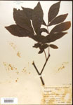000016533-thumbnail.jpg
