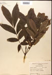 000016534-thumbnail.jpg