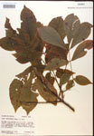 000016536-thumbnail.jpg