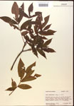 000016537-thumbnail.jpg